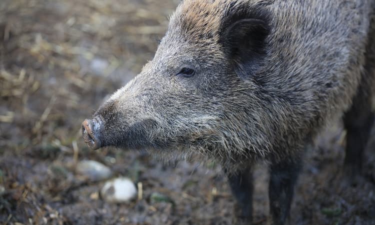 Naked Berlin sunbather chases wild boar after it steals his laptop
