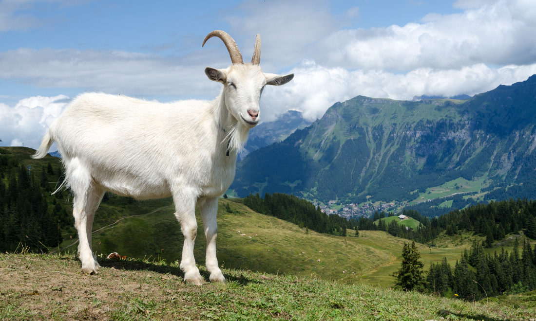 Heidi: All you need to know about the timeless Swiss classic