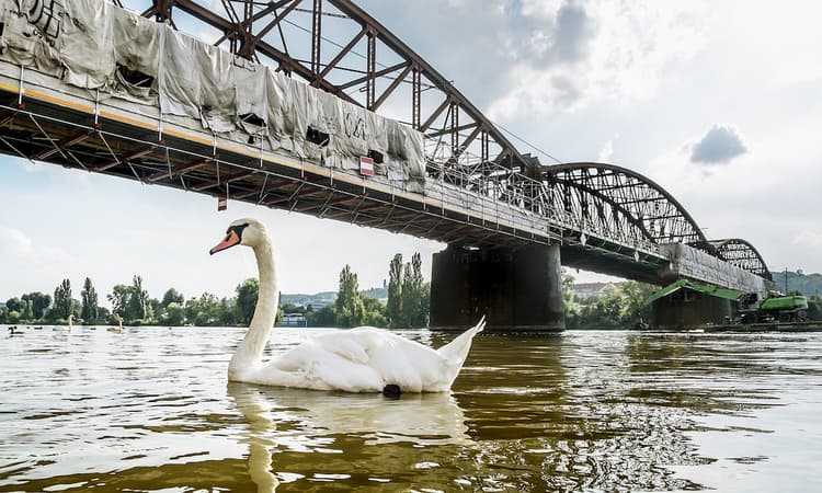 Mourning swan holds up trains in Germany for almost an hour
