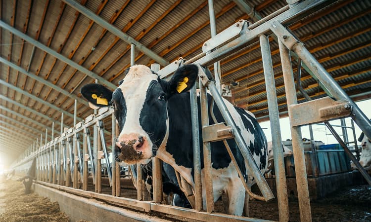 Aldi to phase out milk with low animal welfare standards