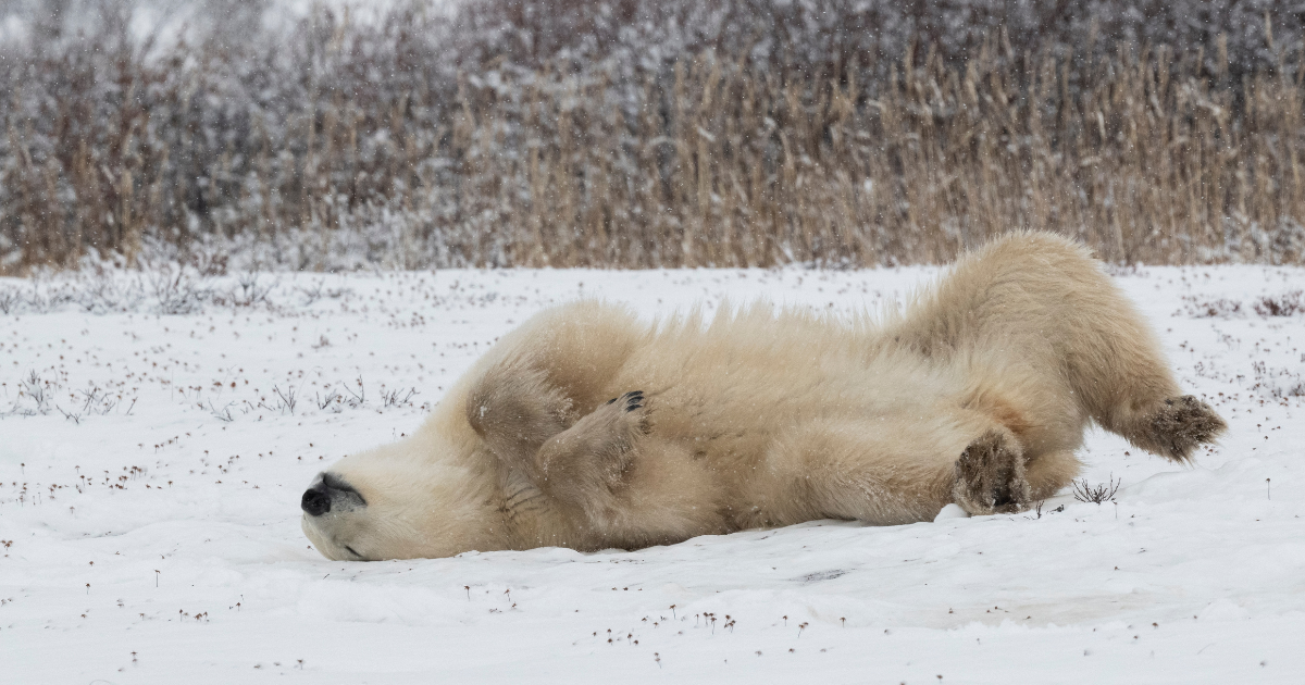 [Video] Animals at Dutch zoos have winter fun in the snow