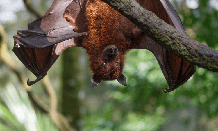 Karlsruhe Zoo visitor accidentally takes home bat