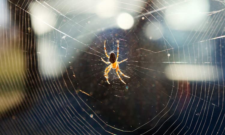 German woman calls police after finding spider in car