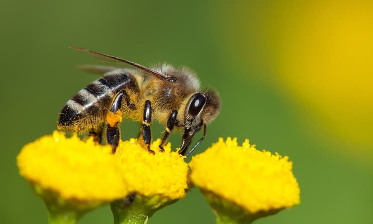 How "sniffer bees" could help German police detect drugs