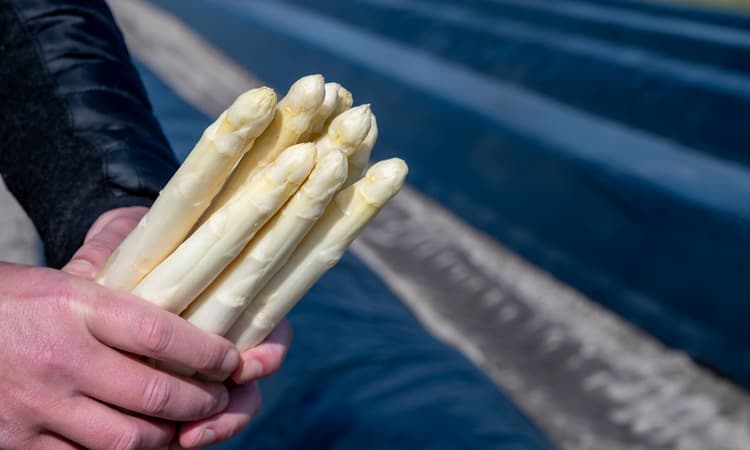 Farmers warn asparagus will be expensive this year as harvest starts late in Germany