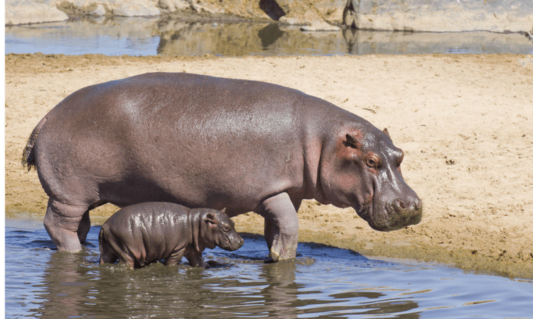 Baby hippo Toni meets Berlin Zoo visitors for the first time