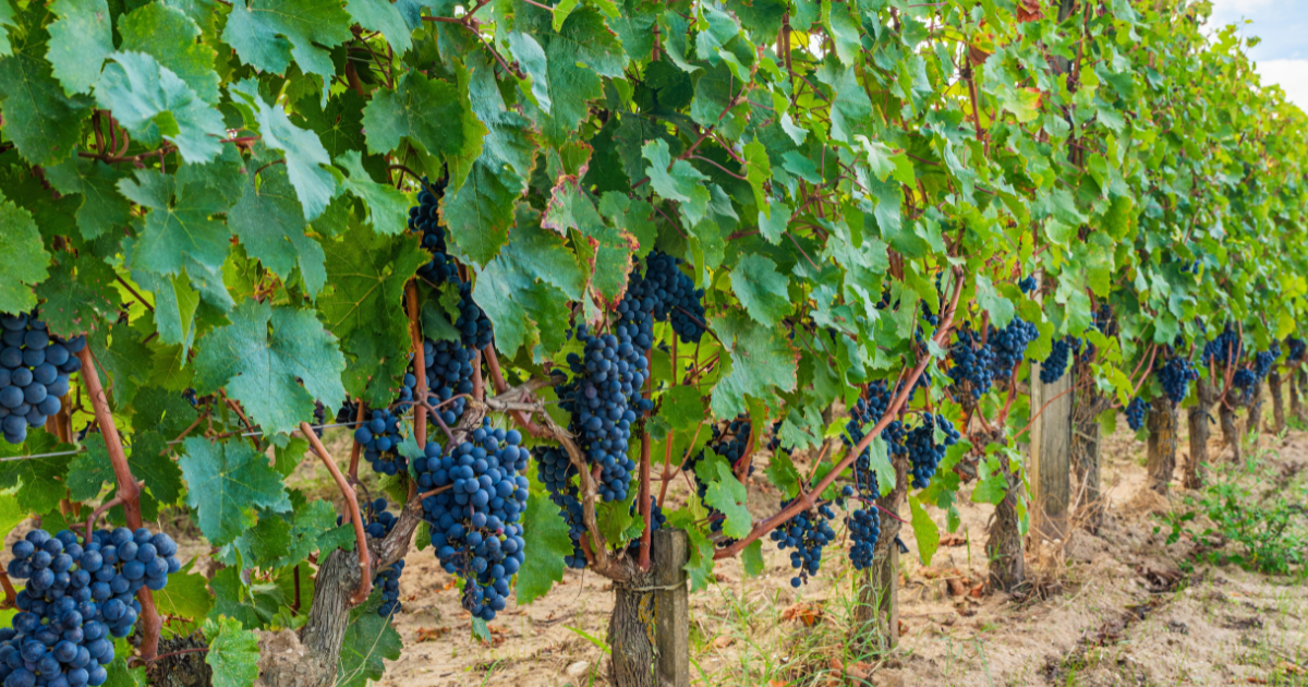 wine harvest germany 2026