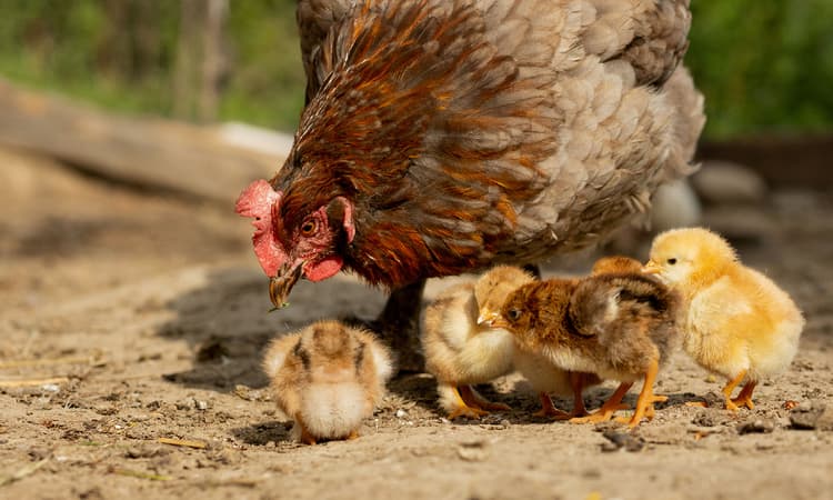 Germany set to become first country to ban chick shredding
