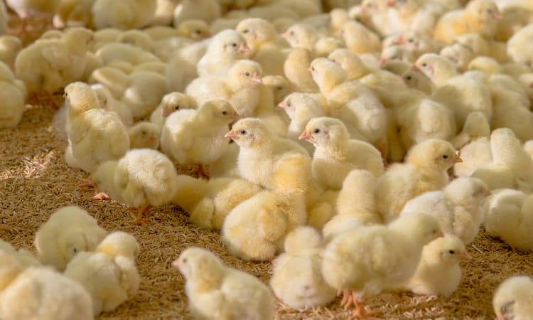 Chick shredding allowed to continue in Germany