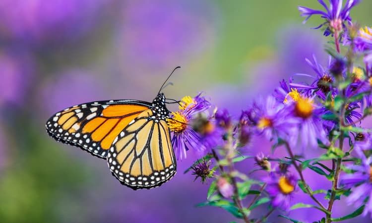 Germany drafts law to help save insects