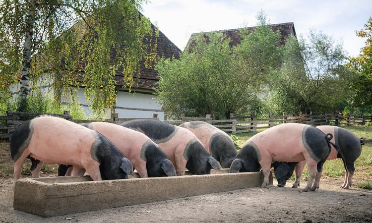 German politician calls on consumers to eat less meat