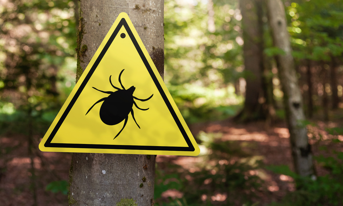 Tick season in Switzerland: What expats need to know