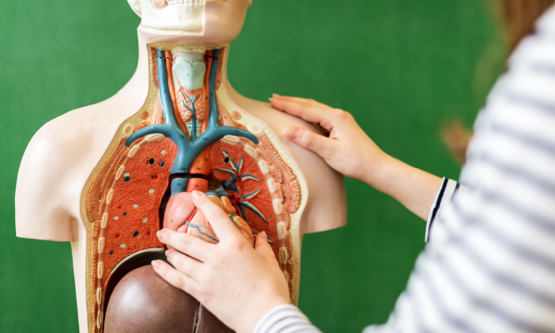 Willing organ donors in Germany can now register online