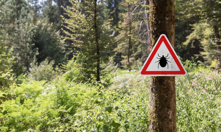 What you need to know about ticks in Germany