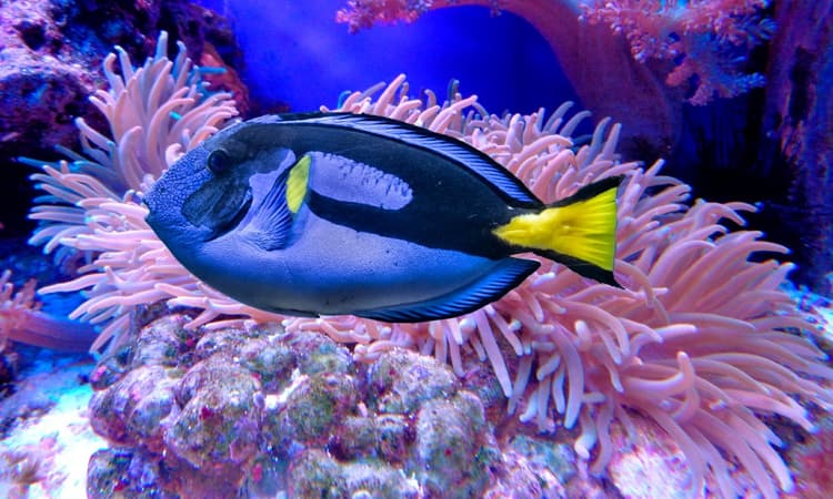 Rehoming Nemo: What happened to the fish of Berlin's giant AquaDom?