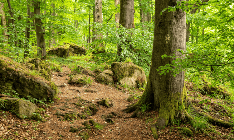 Berlin tree artist forbidden from future projects