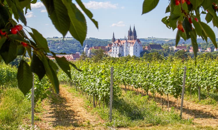 Germany's ban on harvest workers could cause gaps in food supply