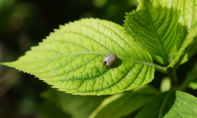 Deadly tick diseases on the rise in Germany