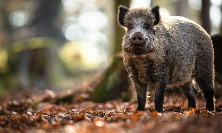 Bavarian animal park renames Putin the wild boar following Ukraine war