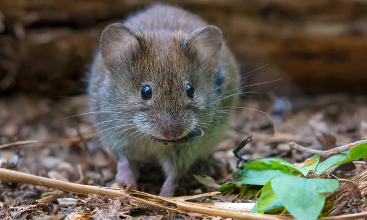 Dangerous hantavirus on the up: Stuttgart is the "epicentre"