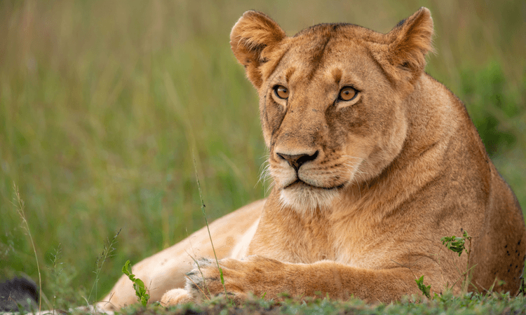 Escaped lioness on the run in Berlin suburb