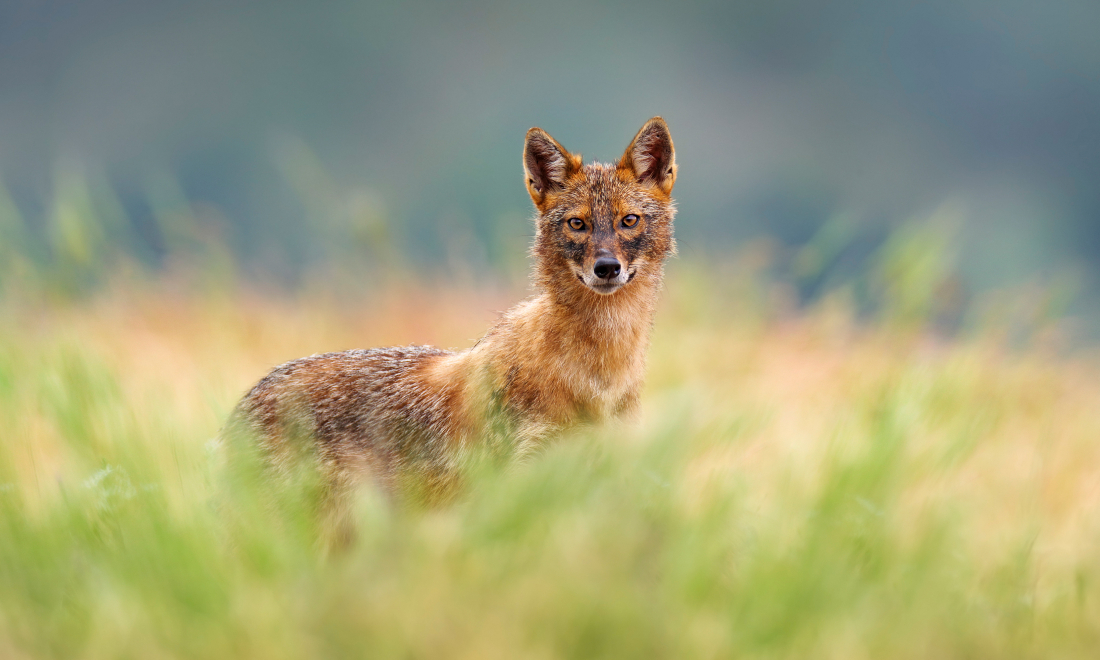 More and more golden jackals appearing in Switzerland