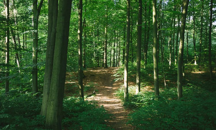 Hamburg to plant 70.000 trees to combat climate change