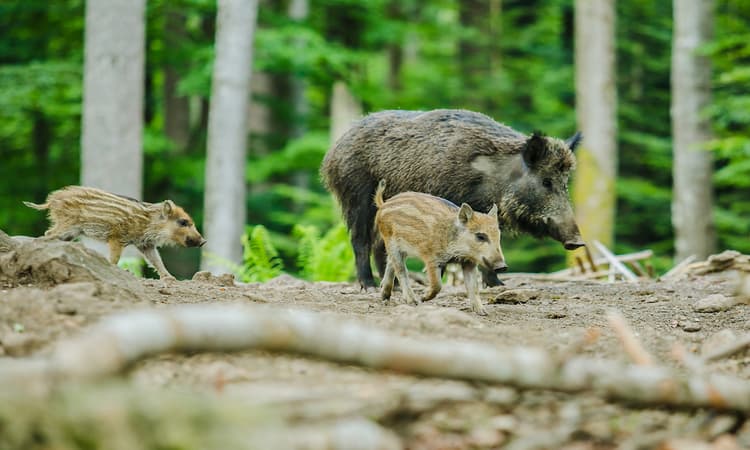 African swine fever case discovered 12km from German border