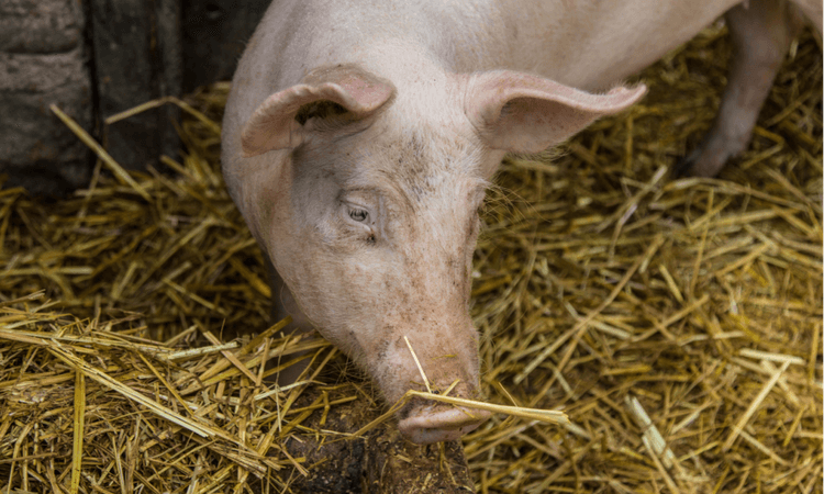 Germany’s meat consumption dropped drastically in 2022