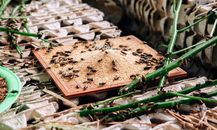 New EU law allows crickets as ingredient in supermarket food
