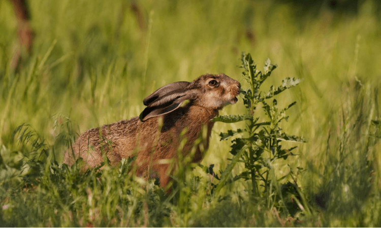 Brown hare population in Germany reaches all-time high
