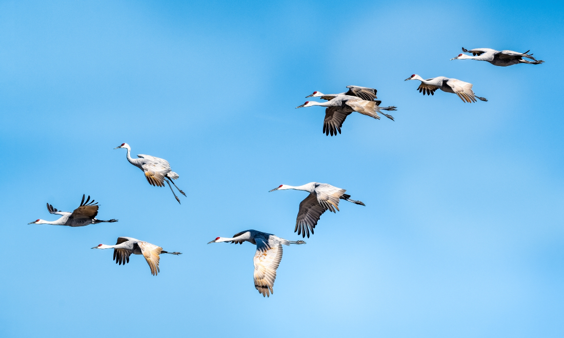 Record number of migrating cranes spotted over Swiss skies