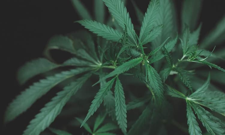 German government publish plan for cannabis legalisation