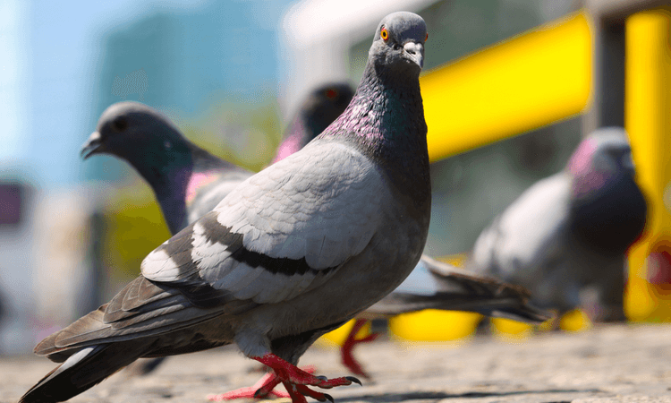 Berlin animal welfare budget slashed by 96 percent amid spending cuts
