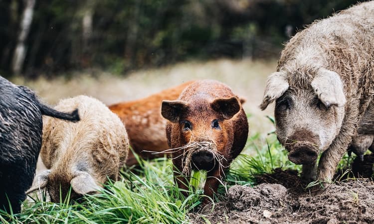Swine fever epidemic has reached German borders