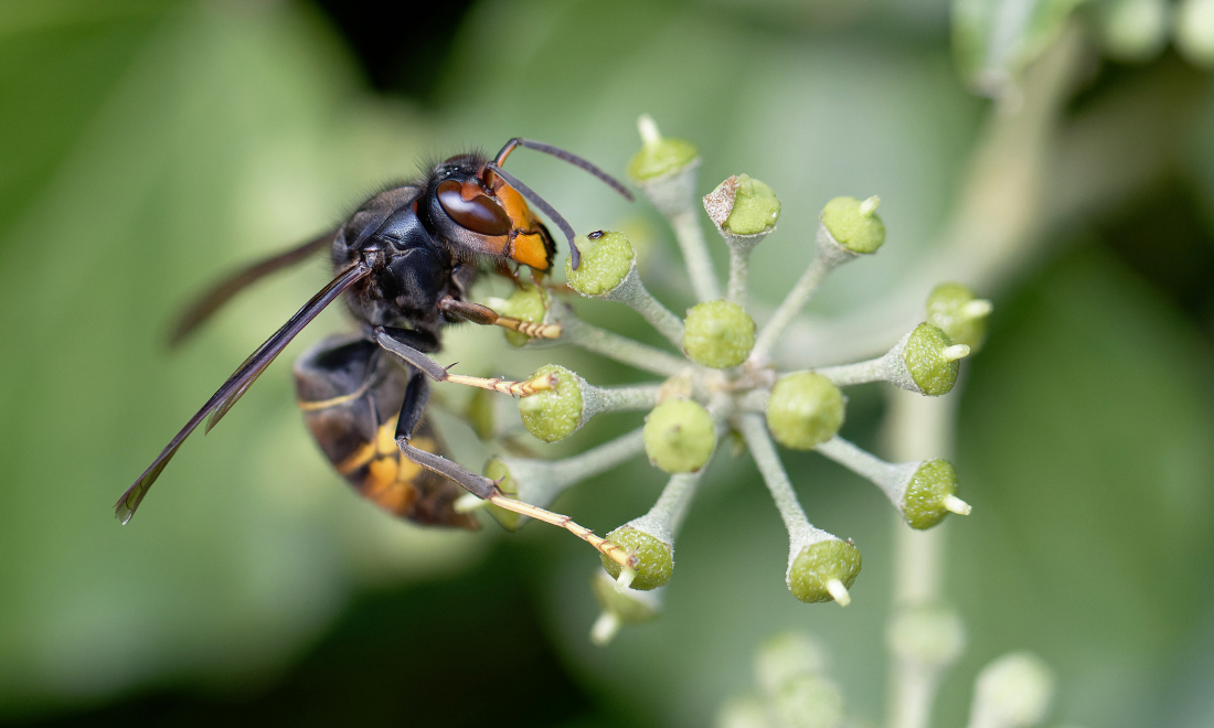 Asian hornet population in Switzerland triples in a year, new data suggests