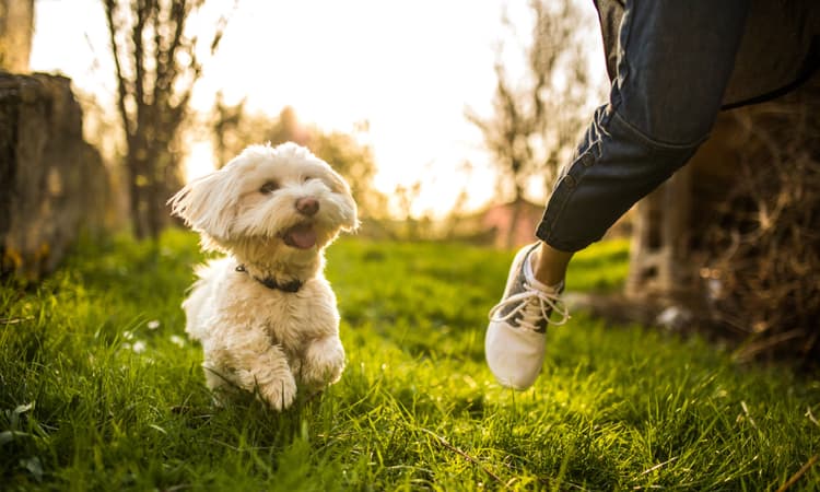 Number of dog owners in Germany soared in 2020