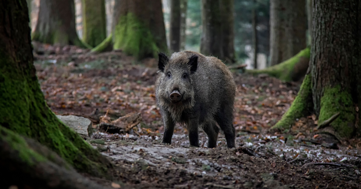 Brandenburg town launches portal to register wild boar sightings