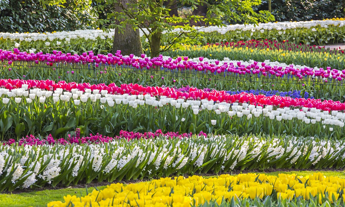 [Video] Keukenhof gardeners explain: How do they make sure the park blooms during the 8-week season?