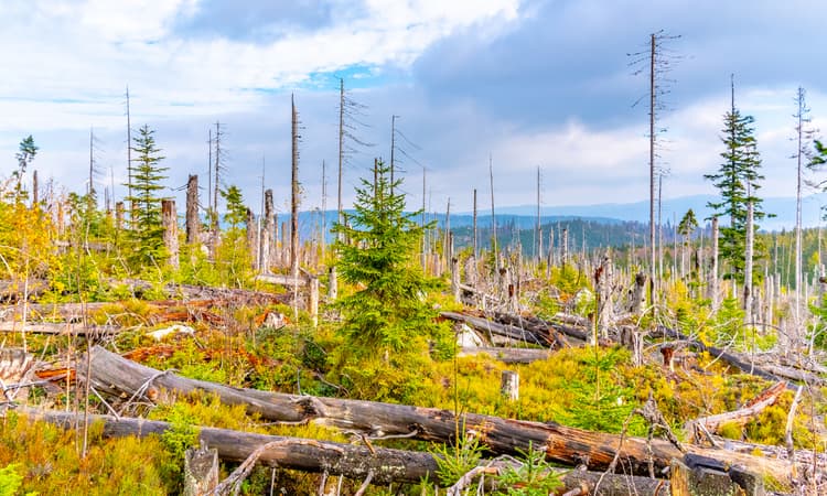 800 million euros to bring Germany's forests from brink of collapse
