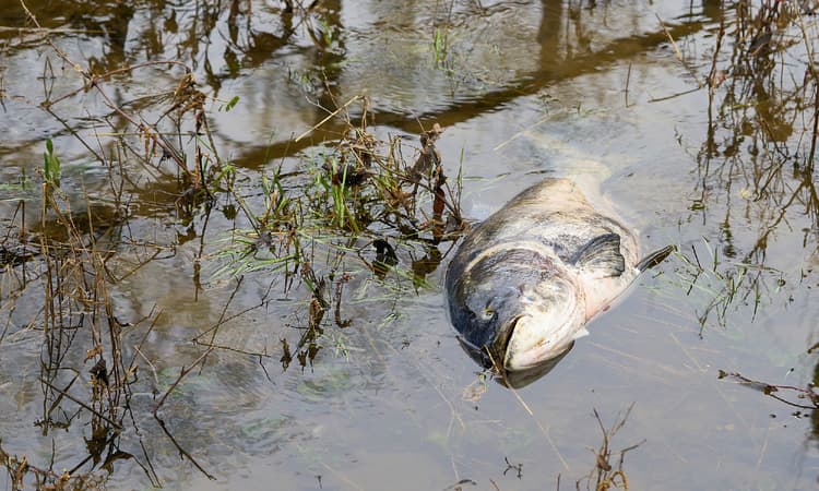 Mystery of mass fish die-off in Oder River in Germany