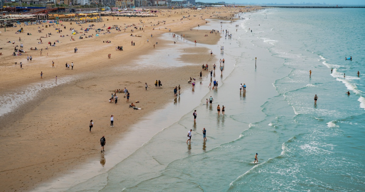 A new type of expat: Squids are appearing on Dutch beaches