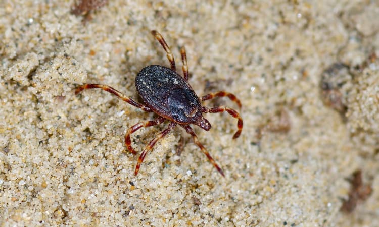 Giant tropical ticks overwinter in Germany for the first time