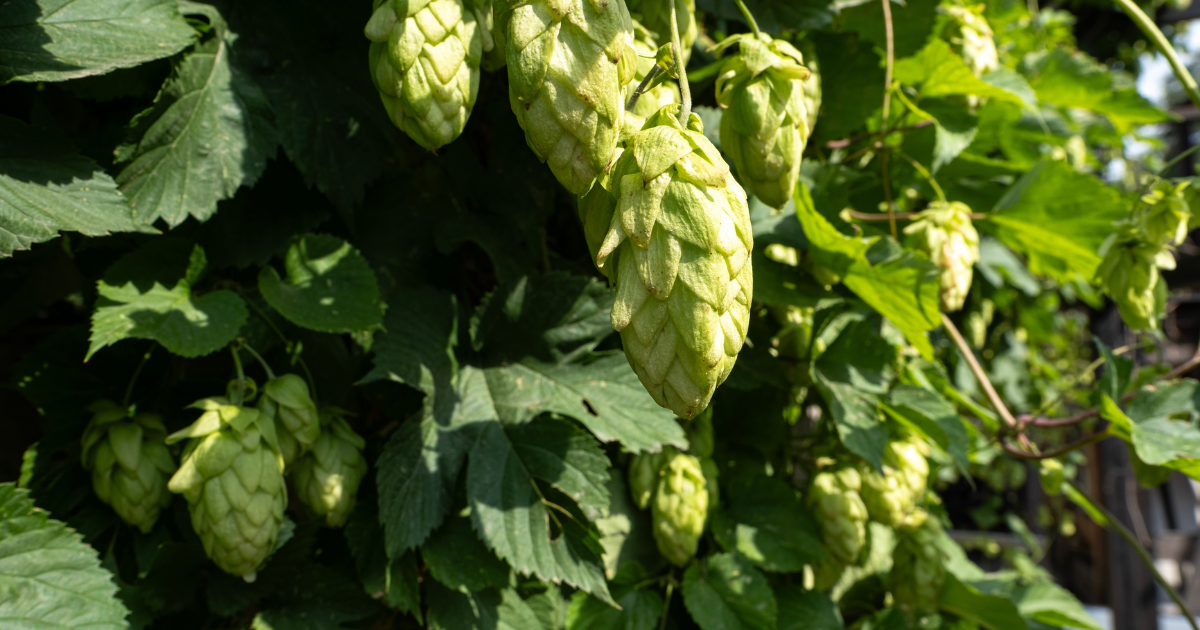 German Hop Farm