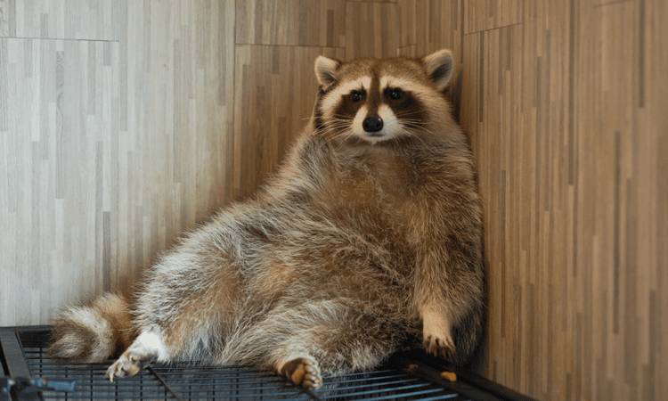 Panicked racoon barricades itself in Ratzeburg bedroom
