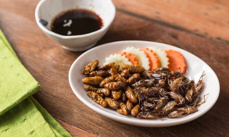 Pushing culinary boundaries: The Disgusting Food Museum in Berlin