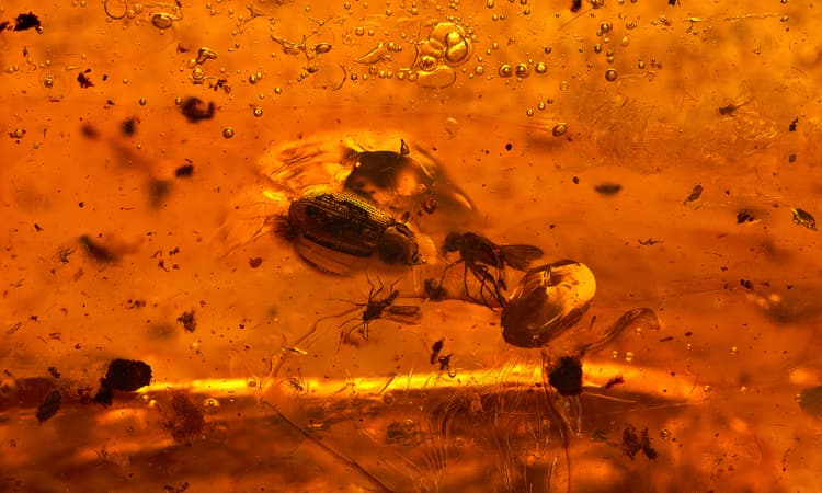 Munich researchers discover 44-million-year-old caterpillar preserved in amber
