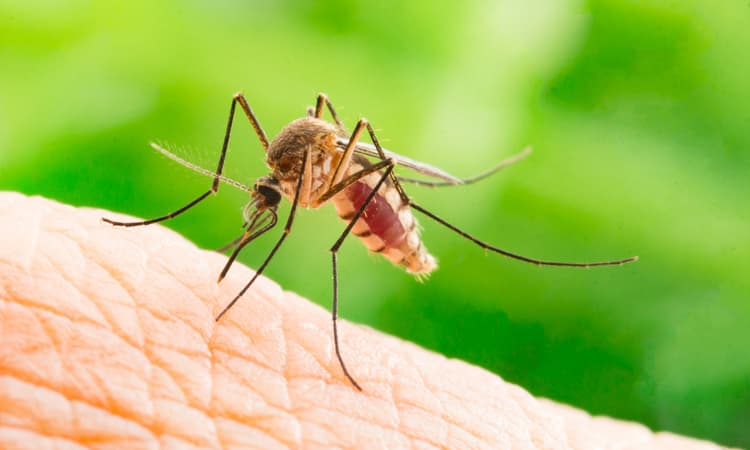 Mosquito outbreak expected in Germany after ideal spring