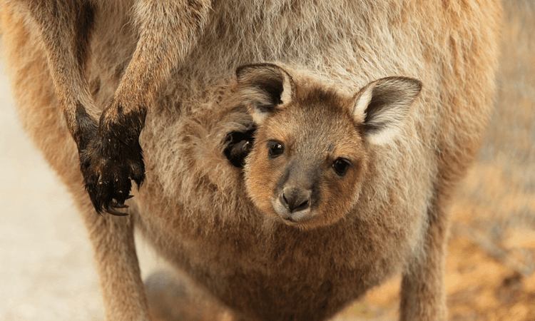 Baby kangaroos take first hops at Berlin Zoo
