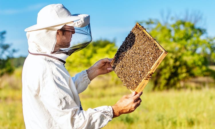 Beesharing start-up brings bees and German farmers together